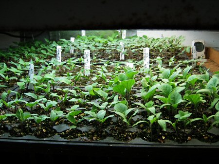 Hundreds of seedlings