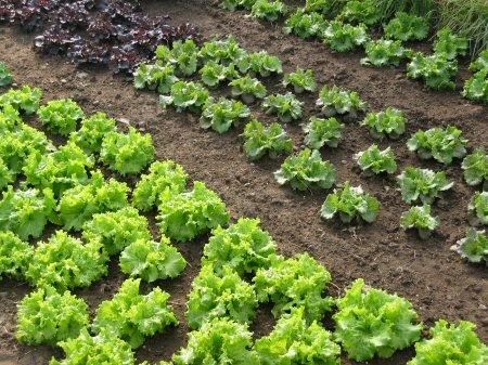 Early lettuce expands