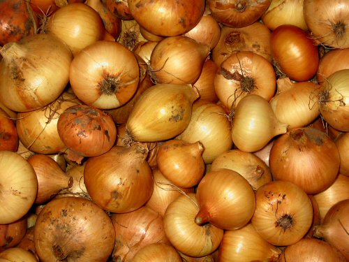 Onions for winter