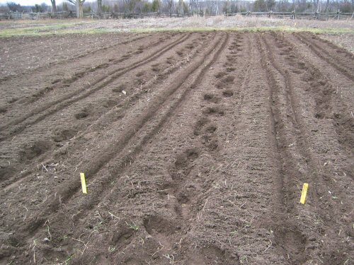 Direct seeding peas