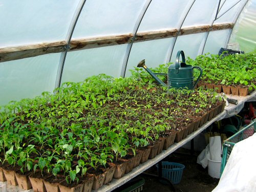 Greenhouse filling up