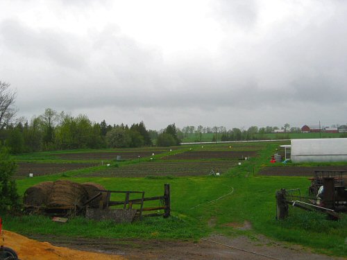 Spring rain…