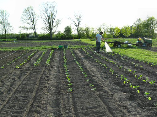 Transplanting eggplant and peppers