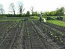 Transplanting