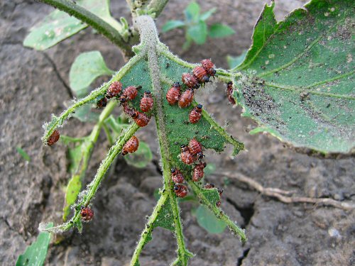 Baby Colorado potato beetles