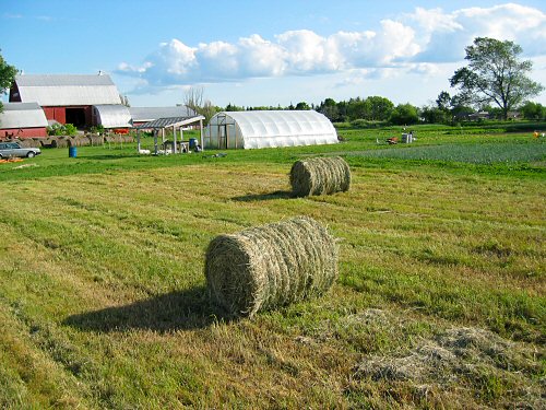 Freshly baled hay