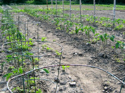 Tomato cages and stakes