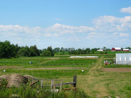 Field in late July