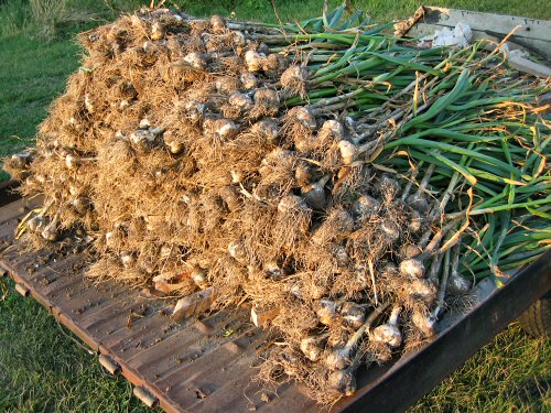 First garlic harvest