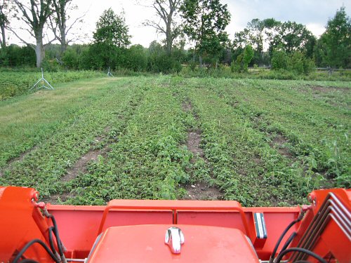 What Is Pigweed