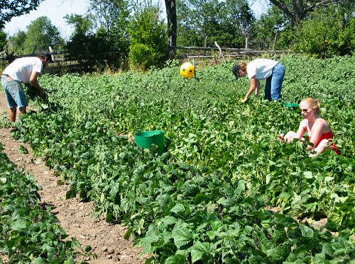 Picking snap beans