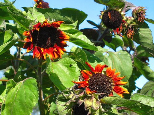 Claret sunflowers