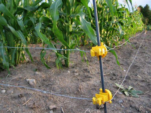 Electric fenced corn