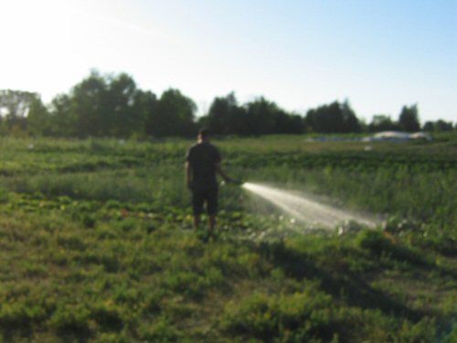 Hand watering in the field