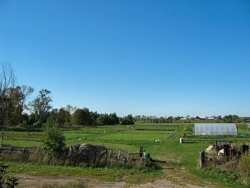 Cloudless day on the farm