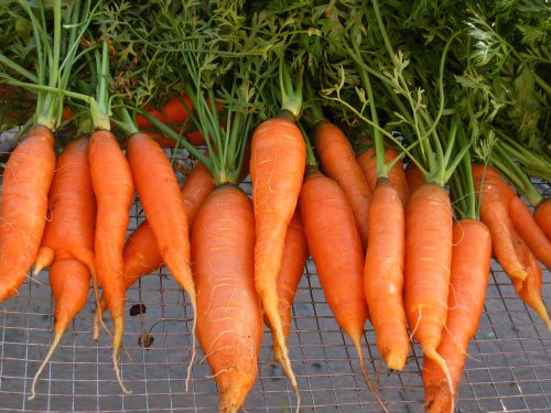 Touchon carrots