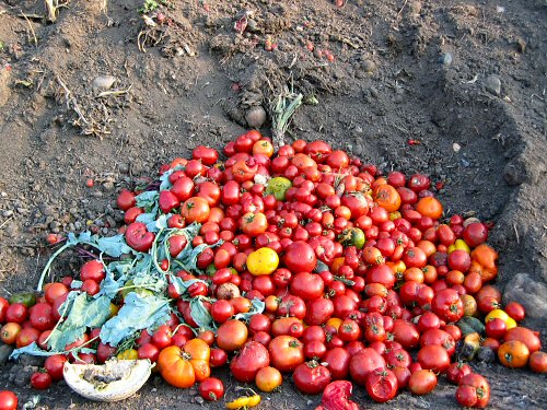 Tomatoes on the compost pile