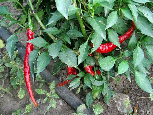 Mature hot peppers