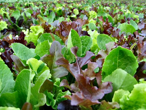 New beds of all-lettuce mesclun
