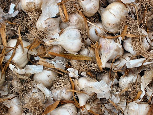Garlic selection