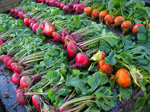 Huge beets