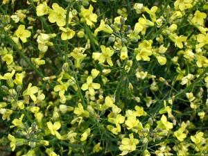 Broccoli flowers (flashback!) Broccoli flowers (flashback!)