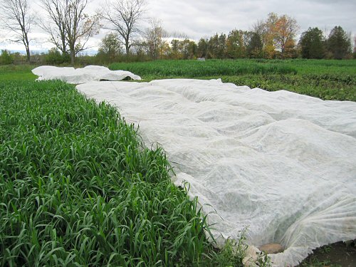 Floating row cover for frost protection