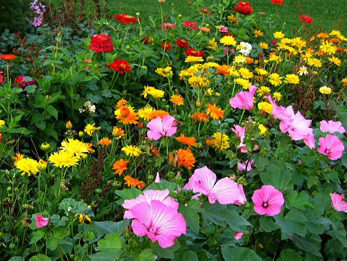 A bunch of cutting flowers