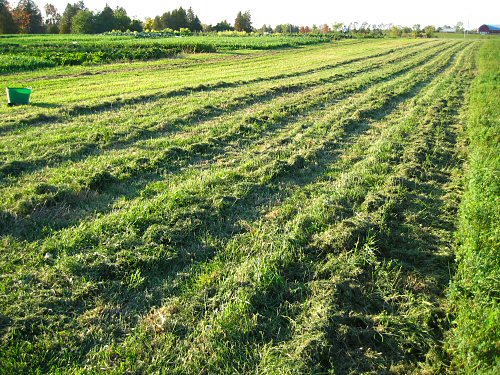 Grass and alfalfa cut for mulch