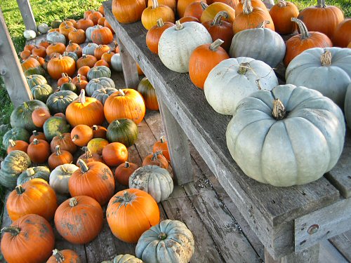 Assorted pumpkins on display