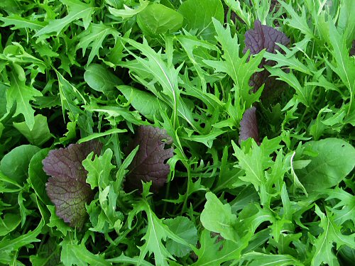 Mixed Greens Seeds - Spicy Mesclun Mix