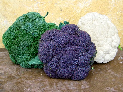 http://tinyfarmblog.com/wp-content/uploads/2007/11/fal2007_broccoli_vs_cauliflower.jpg