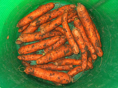 Freshly dug carrots from the cold mid-November ground