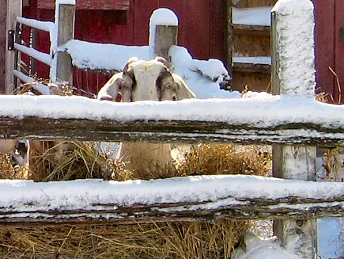 Goats like snow