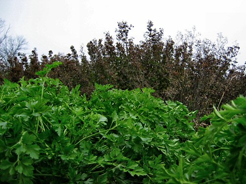 Parsley and oregano in November