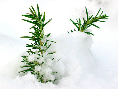 Rosemary in snow