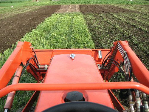 Tilling in oats green manure