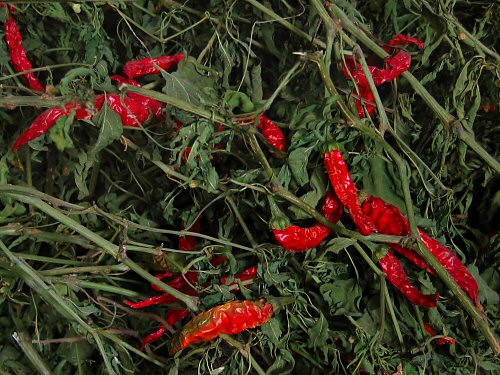 Hot peppers dried on the bush