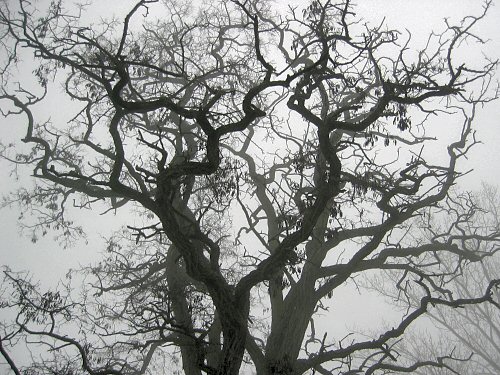 Black locust tree