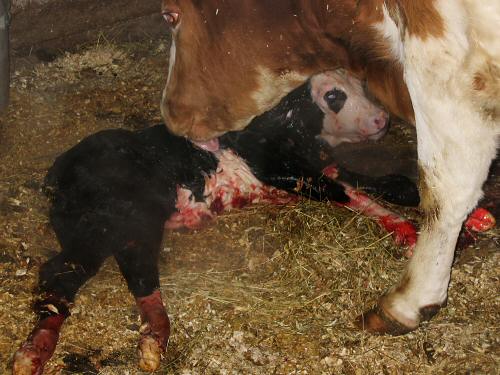 Newborn calf, five minutes old