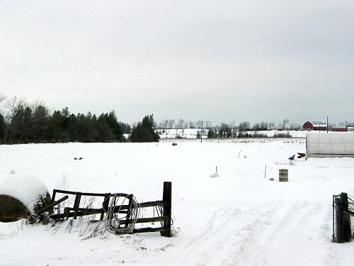 Snowy field in January