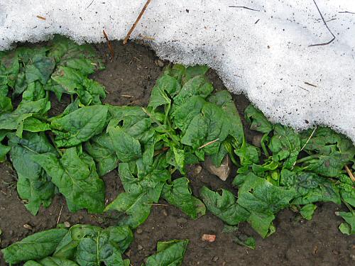 Spinach emerging from snow cover