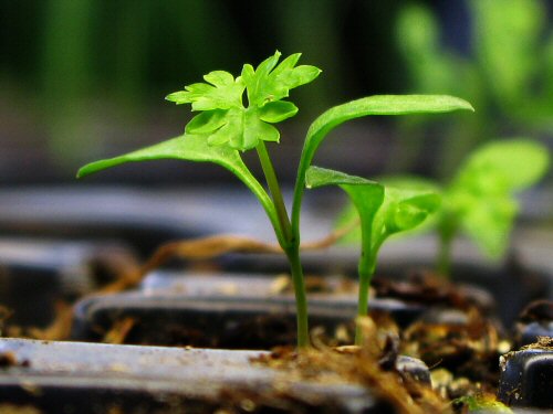 Curly parsley: true leaves emerge