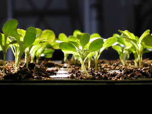 Granada lettuce seedlings