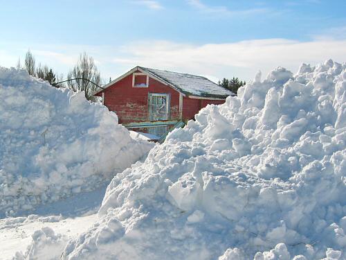 Snowbanks in front of the chickenhouse