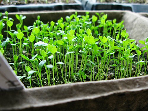 http://tinyfarmblog.com/wp-content/uploads/2008/03/spr08_celeriac_seedlings.jpg