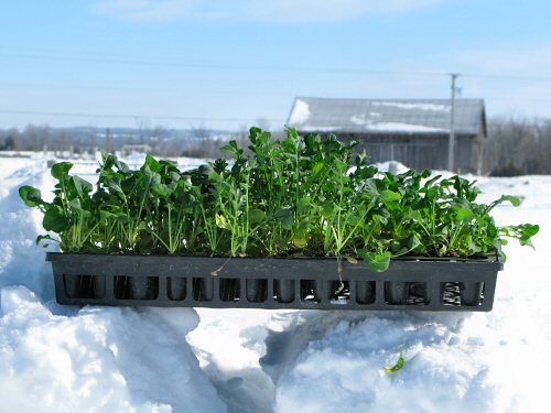 Arugula en route to the greenhouse
