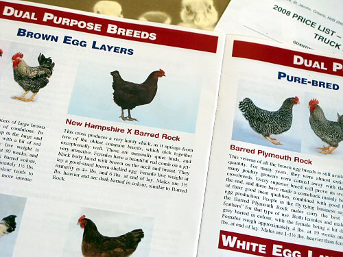 Chicken catalogs