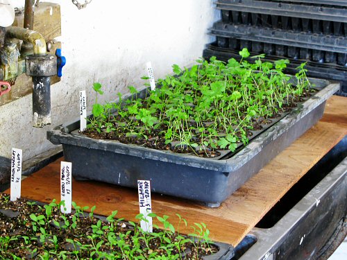 Watering tray