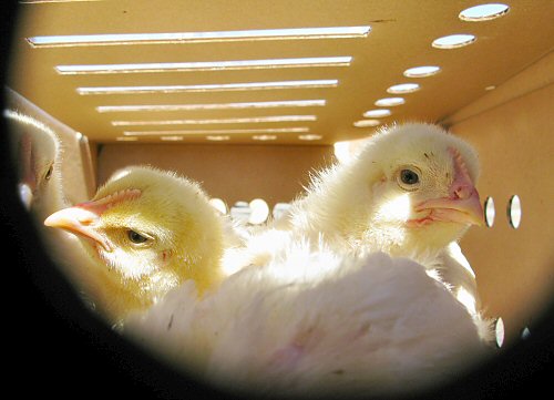 More chickens through an airhole